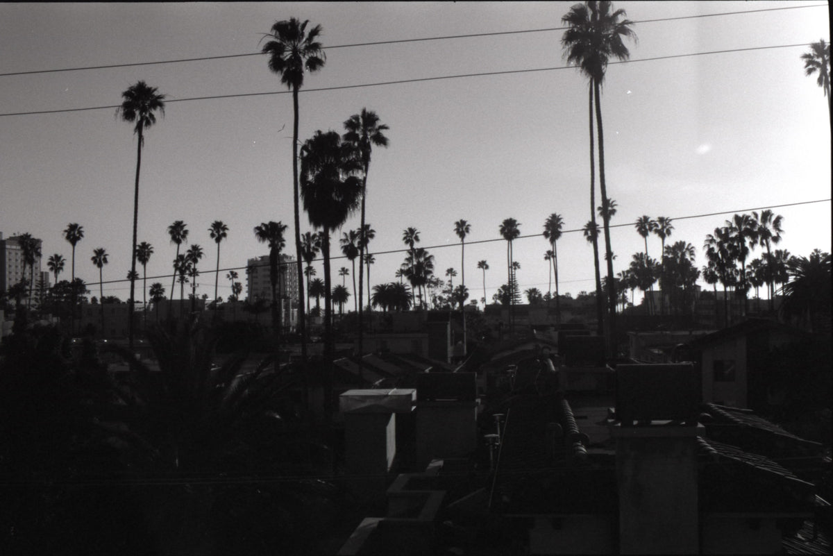 Black and white photo of palm trees in Los Angeles, CA