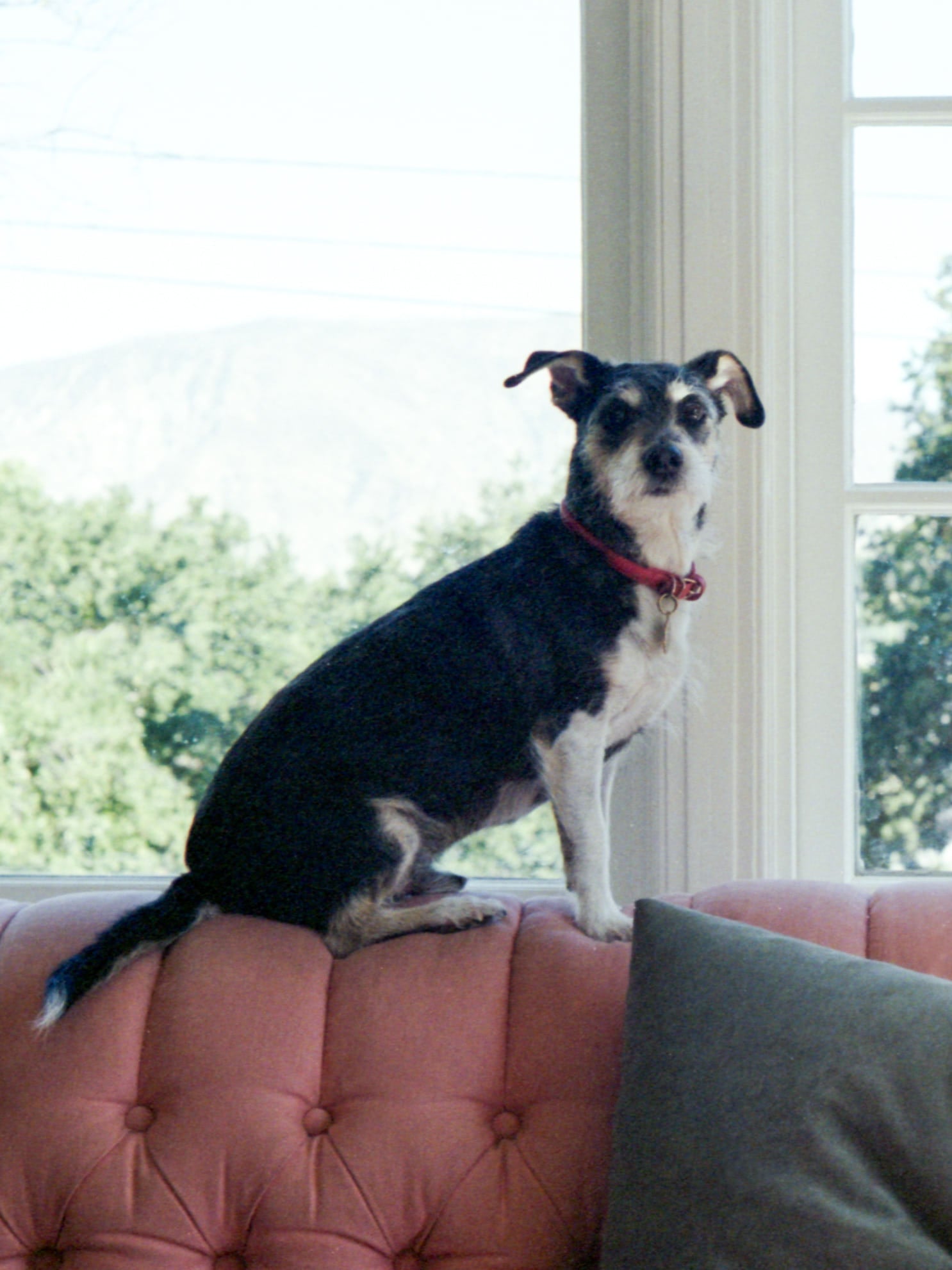 Merrady Wickes's dog on the back of her couch