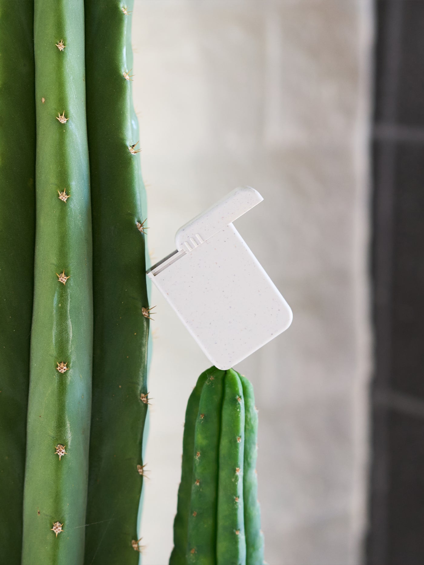 AndAround travel pill case, slightly open and balancing on a cactus, showcasing its sleek design and portability for on-the-go wellness.