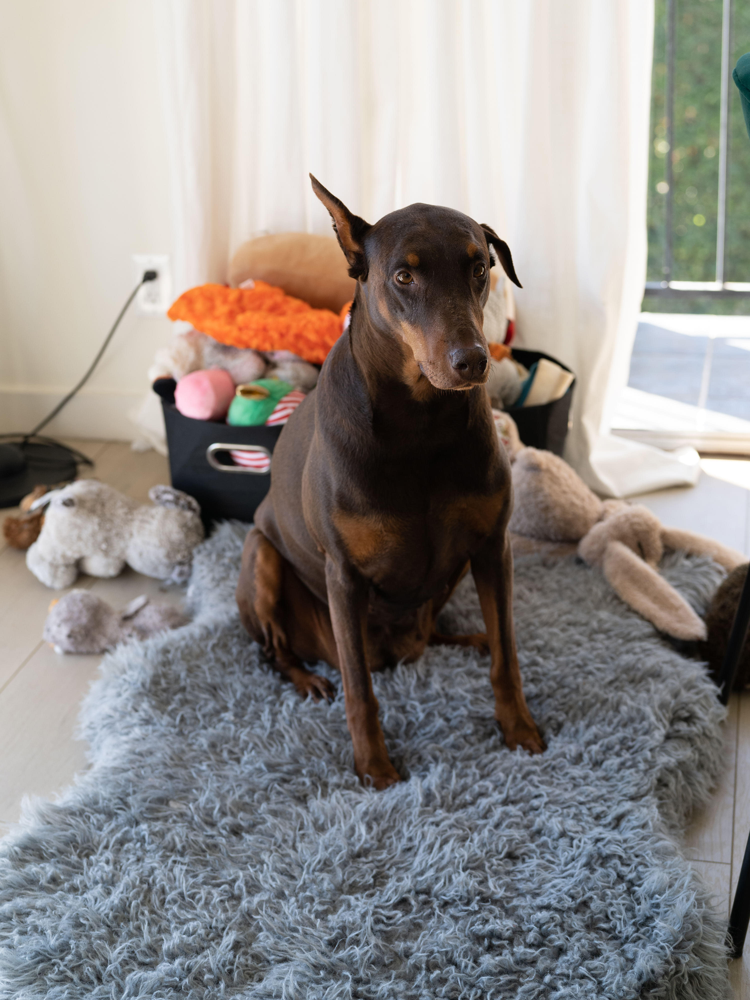 Jen Woodward's dog with a bunch of dog toys